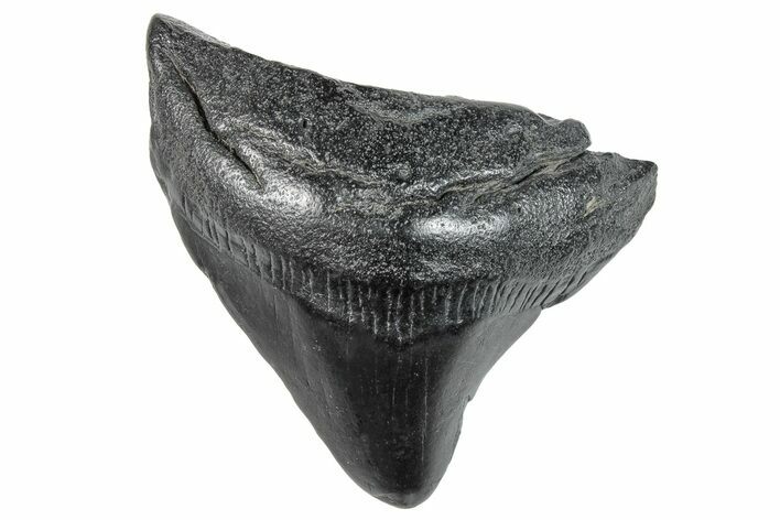 Posterior Megalodon Tooth - South Carolina #259579